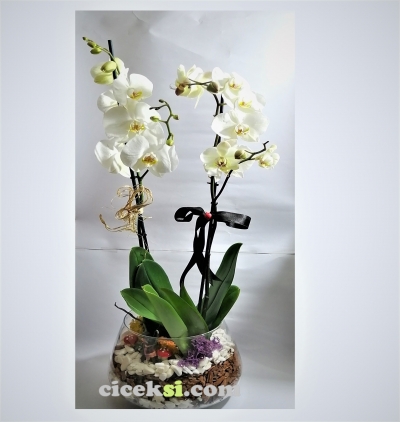  Erzurum Çiçek Gönder Konsept Teraryum Orkide