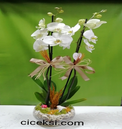 zebra gül Çiçeği & Ürünü Vip Orkide Teraryum 