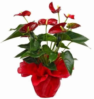 İkili Şeflera Çiçeği & Ürünü Antorium  