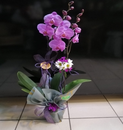 Erzurum Çiçekçi Orkide tasarım