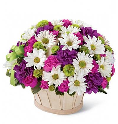 kuzmanya Çiçeği (büyük boy) Çiçeği & Ürünü Sepette Papatya ve Karanfil 