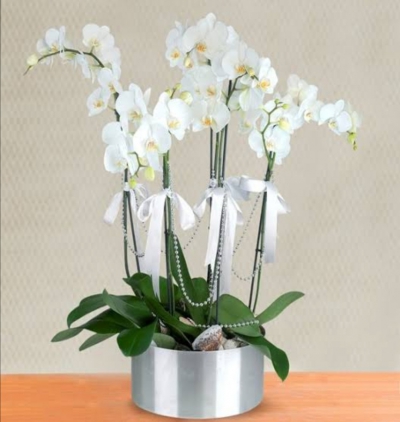 Çift dal orkide beyaz Çiçeği & Ürünü Mağrur Ve Gururlu 