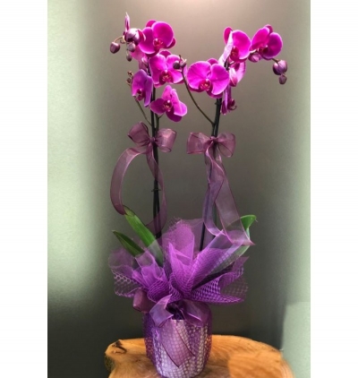seremik saksıda sıklamen  Çiçeği & Ürünü Çift Dal Orkide Mor 