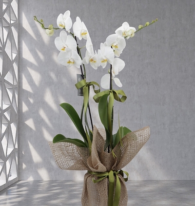 tasarım kutum Çiçeği & Ürünü Çift Dal Orkide Beyaz 