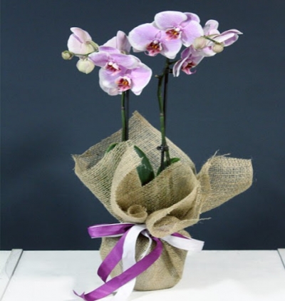vazo da kır çiçekleri Çiçeği & Ürünü Çift Dal Orkide Pembe 