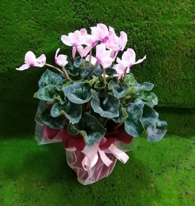 albeni kutum Çiçeği & Ürünü Sıklamen çiçeği 