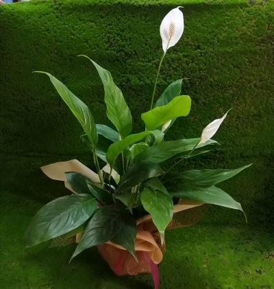 kraton petra Çiçeği & Ürünü Barış çiçeği  
