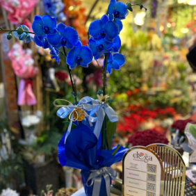 Erzurum Çiçekçi Mavi Orkide – Masmavi Bir Zarafet