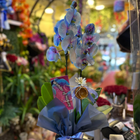  Erzurum Çiçek Açık Mavi Orkide – Narin Dokunuş